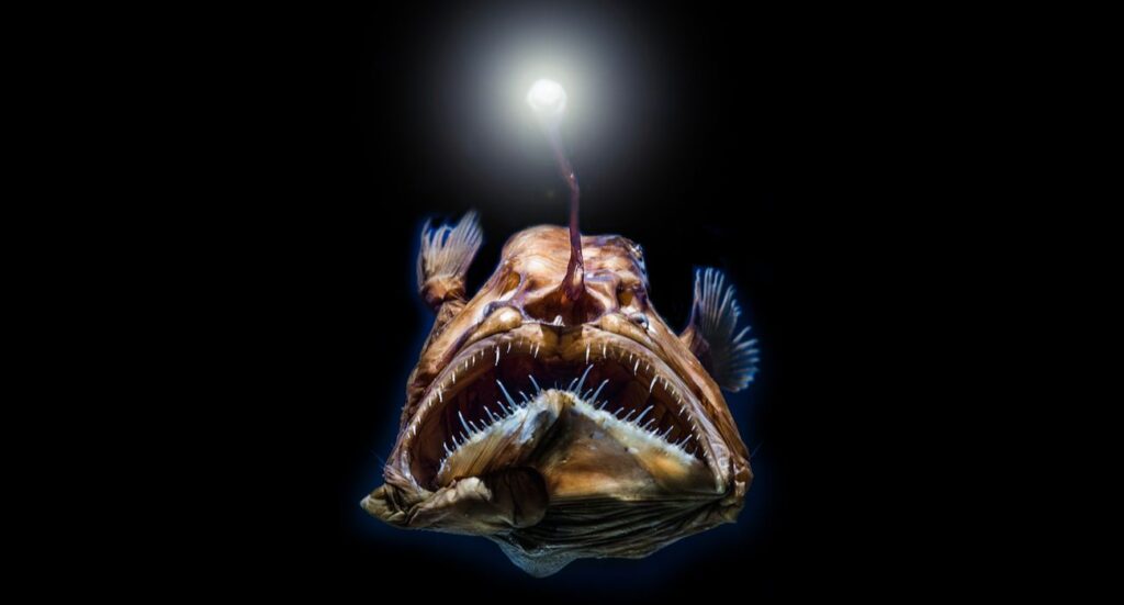 Angler Fish
