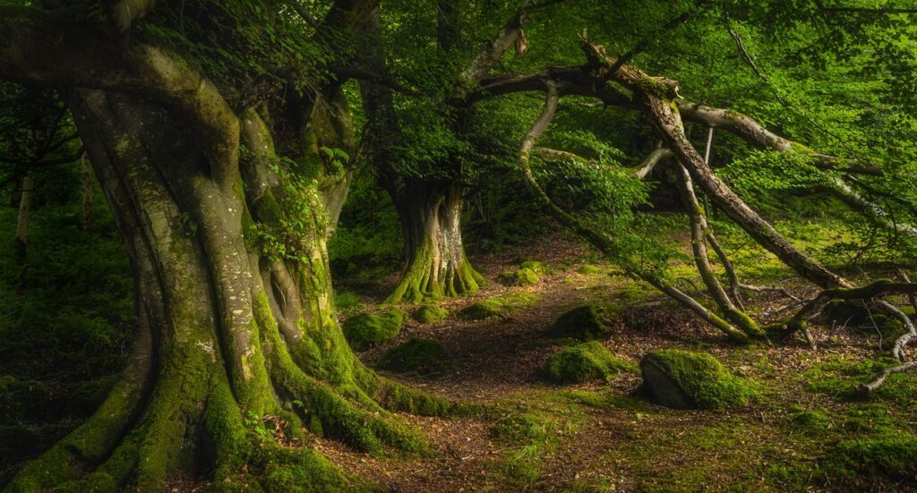 Ancient Mystic Forest