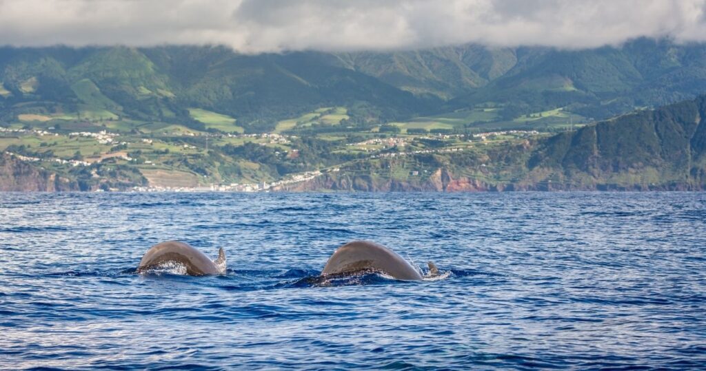 dolphins swimming in the azores