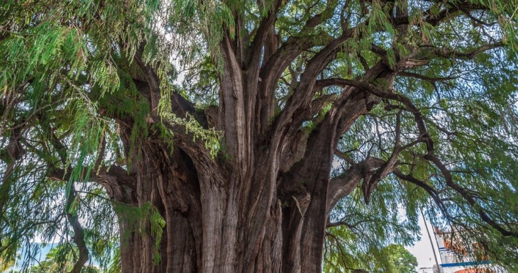 Arbol del Tule, Oaxaca, Mexico