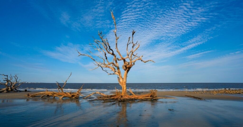 a tree on driftwood beach in georgia