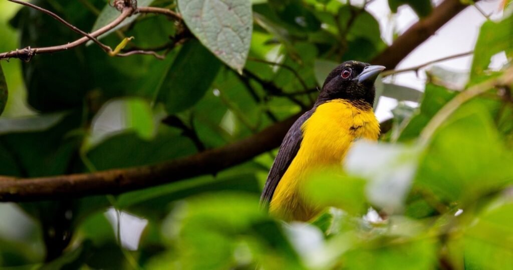 a bird pictured in Kakamega Forest, africa