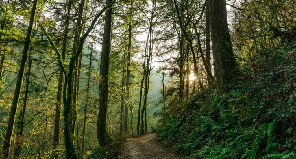 forest park trail portland