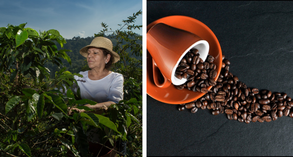 Coffee Tree and Coffee Beans