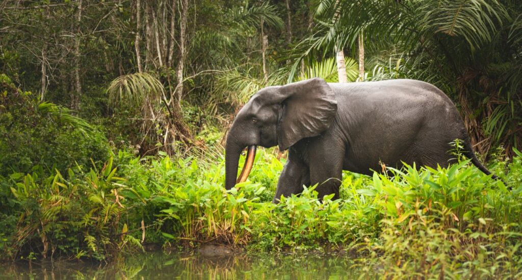 African forest (pygmy) elephant In Gabon