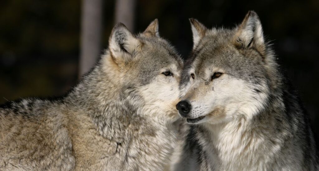 Gray Wolves