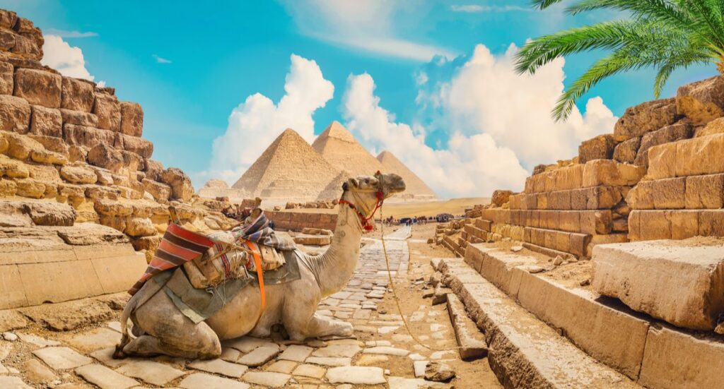 Camel near pyramids in hot desert of Egypt