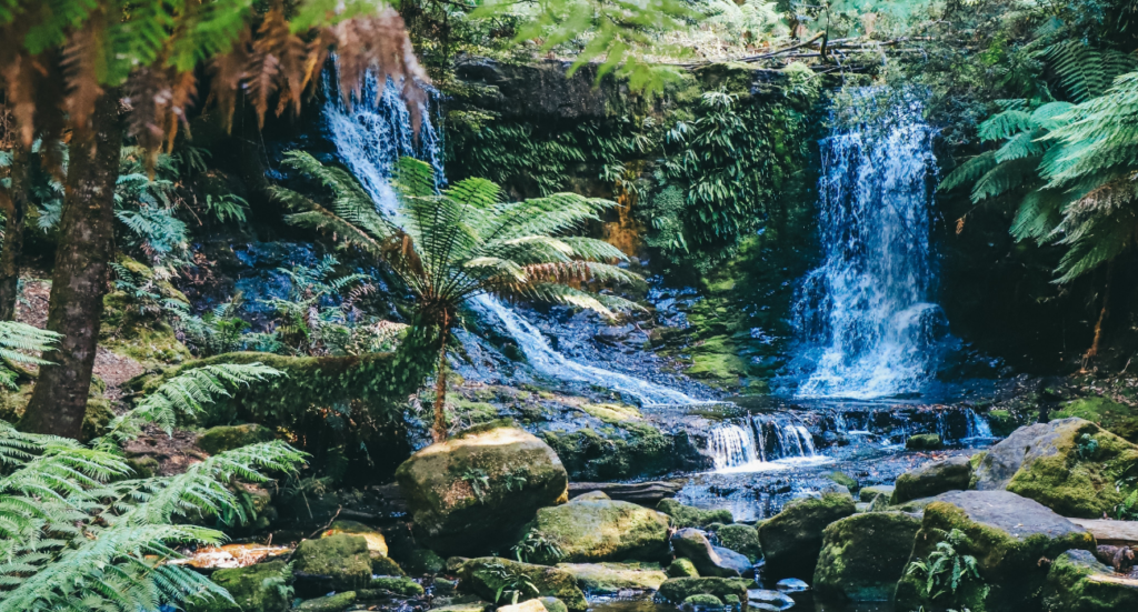 Daintree Rainforest In Australia