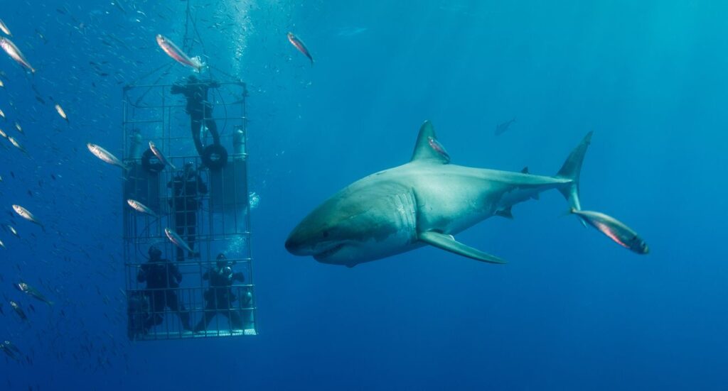 Shark Diving At Guadalupe Island Mexico