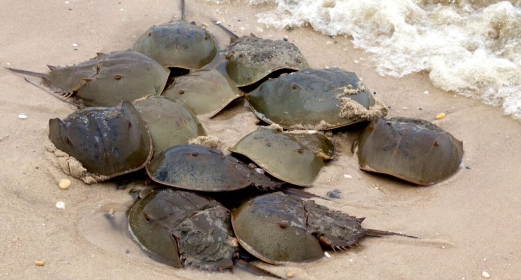 Horseshoe Crabs