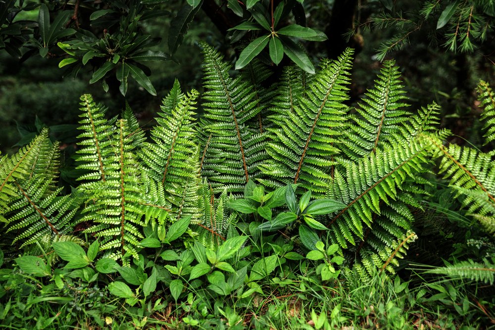 Qual é a importância das plantas para o meio ambiente?